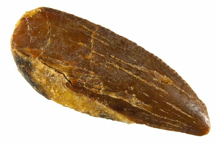 Bargain Raptor Tooth - Real Dinosaur Tooth #332655